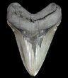 Serrated, Fossil Megalodon Tooth - South Carolina #74067-1